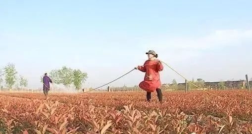 生物菌肥，有机肥，复合肥怎样搭配使用效果好